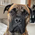 Brinkley The Bullmastiff