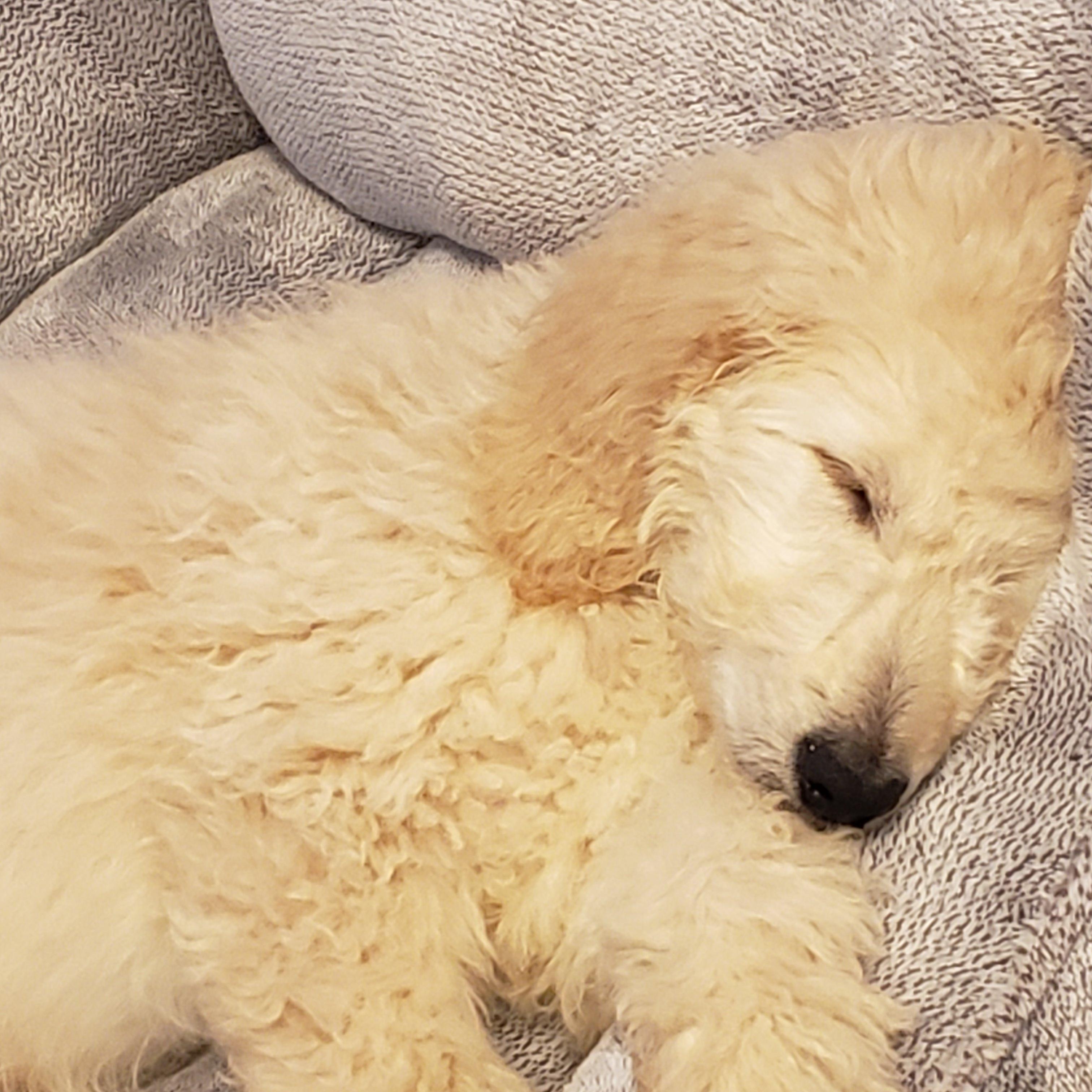 รูปภาพของ Goldendoodle13