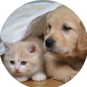 笑い・動物癒し動画