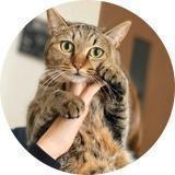 キジトラ茶猫ディズチャンネル