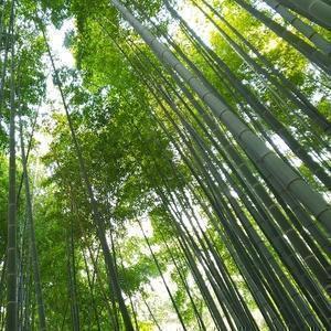 バンブー