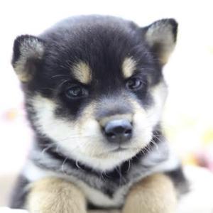 【相互】癒しを届ける〜