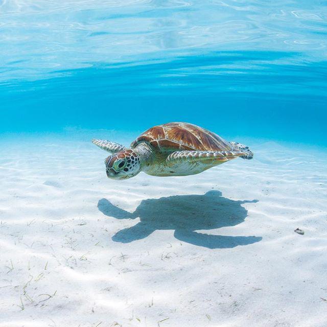 Seaturtle_Slay's images