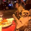 dog with pasta-avatar