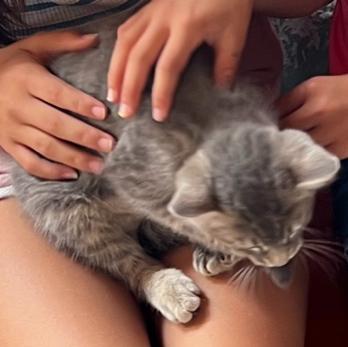 kitty lover🐱🐱's images