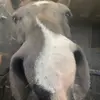 Maddie_equestrian-avatar