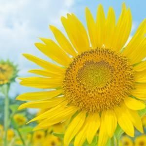 有名☆v(*´>ω<｀*)v