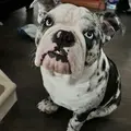 PeachesTheEnglishBulldog