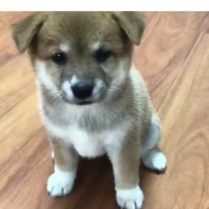 癒しペット動画集