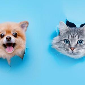 おすすめ癒し動画