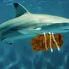 A shark that has friends 