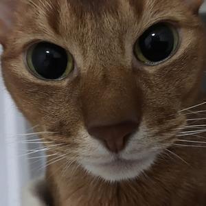 癒し猫レッチャマ