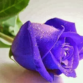 Purple Rose's images