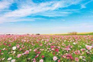 頭花 咲夢〜ずはな さゆめ