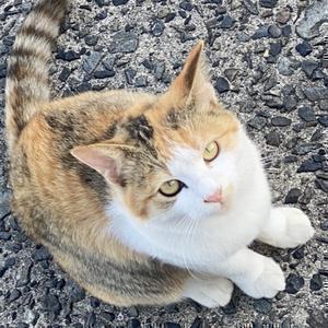 テラチン【相互】