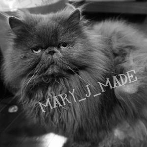 MARY_J_MADEの画像