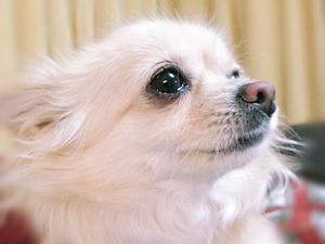 動物大好きチャンネル