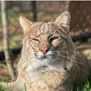Rustic Acres Wildcat Rescue-avatar