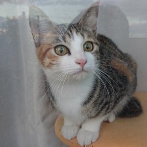 つかさんと猫チャンネル