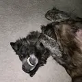 Kylo the werewolf dog