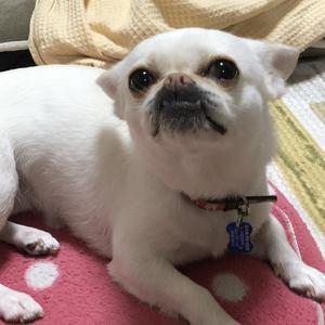 動物ビックリチャンネル