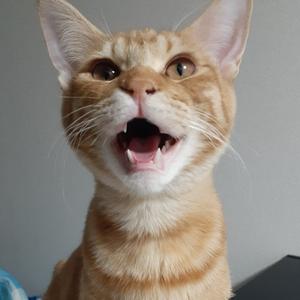 あっしゅるーむ☆茶トラ