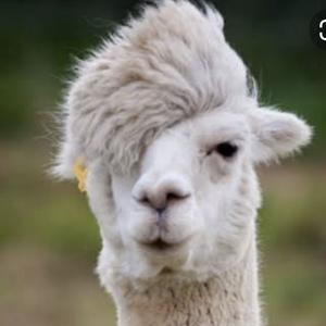 アルパカマン2号