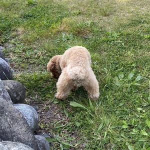 癒しわんちゃん【相互フォロー】