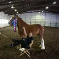 Cedar Hedge Clydesdales