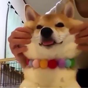 ジャグラー>犬【相互フォロー】