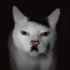 Kitteh Cat-avatar