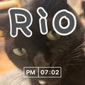 Rioの画像