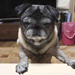 ゴン太くん【パグ Pug】