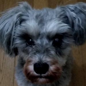 世界一癒やしを求める人