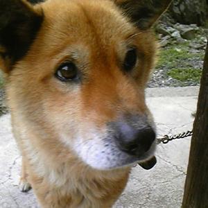 ミスターアンドロイド