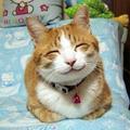 笑う猫の画像