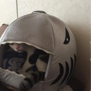 それ行け！猫のチビ太