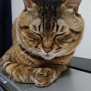 みいちゃん (^-^) 猫 相互フォロー100%