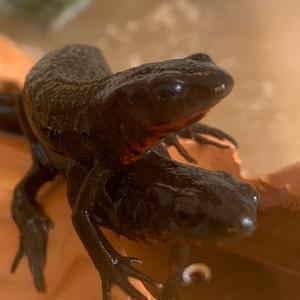 エイリアン☆ヘビ大好き