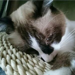 ねこななnekonana