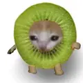 kiwi cat831