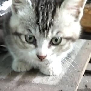 動物チャンネル