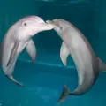 likedolphinscma