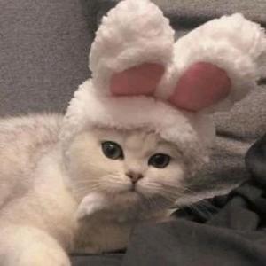 bunny-avatar