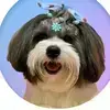 Piper Dog-avatar