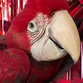 Enzothemacaw