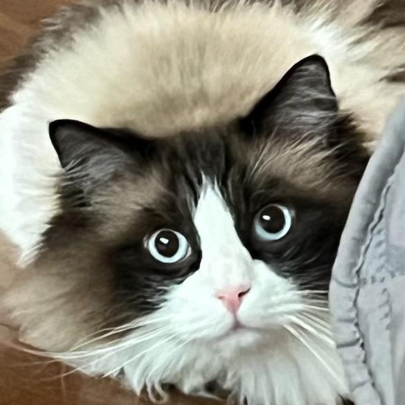 Milo Ragdollの画像