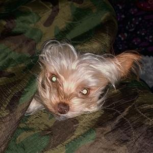 Princess Diva & Woobie