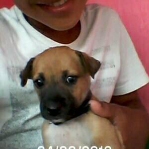 canal do djidjo fenomeno