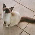 Misty_Rescue_Cat